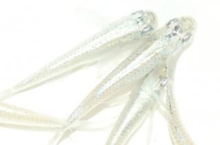 ̾5000ߡ ե˹ߥ參ߥ顼F2 ڸʪۡ3ɤ᥹3ɤMLDD1613