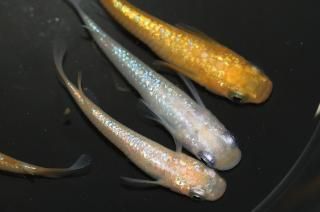 ̾5000ߡ ԥ󥯥եNEOߤF2 ڸʪۡ3ɤ᥹3ɤMLDD1615