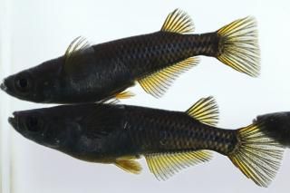 ̾4000ߡ  ڸʪۡ2ɤ᥹2ɤMLDD1712