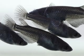 ̾5000ߡ  ڸʪۡ3ɤ᥹3ɤMLDD1714