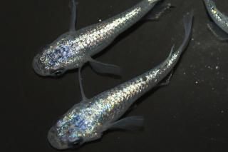 ̾5200ߡ ͥץ塼󥷥硼 ڸʪۡ2ɤ᥹2ɤMLDD1715