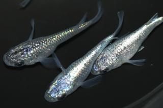 ̾5200ߡ ͥץ塼󥷥硼 ڸʪۡ2ɤ᥹2ɤMLDD1812