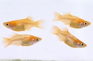 ŷ ڸʪۡ2ɤ᥹2ɤMLDD0601