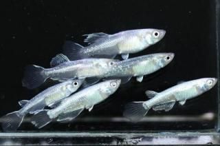 參ߥ顼ߥե˹F3 ڸʪۡ3ɤ᥹3ɤMLDD0603