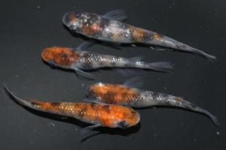  ڸʪۡ2ɤ᥹2ɤMLDD0604