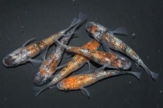 ᥷硼 ڸʪۡ3ɤ᥹3ɤMLDD0605