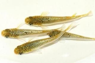 ʥҥĹ ڸʪۡ2ɤ᥹2ɤLDD0606