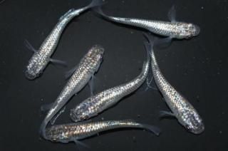 ԥ󥯥եNEOߥƥF2 ڸʪۡ3ɤ᥹3ɤMLDD0607