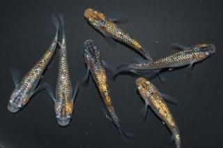 ˺Ѥ ڸʪۡ3ɤ᥹3ɤMDD0608