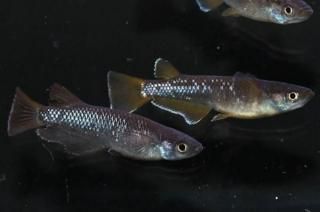 󥸥 ڸʪۡ1ɤ᥹2ɤMLDD0609