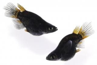 ѡէʥ ڸʪۡ1ɤ᥹1ɤMDD2114֥å졼֡᥹1ɤϥꥢ󥰥ե 1ɤ᥹1ɤMDD1005