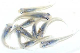  ڥå 2ɤ᥹2ɤ ML PDD01