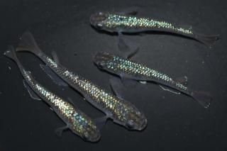 ¹ᴴǷե ڥå 2ɤ᥹2ɤ ML PDD02