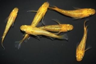 쥯ꥹ ڥå 2ɤ᥹2ɤ ML PDD03