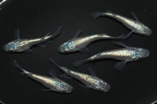 ͥץ塼󥷥硼ȡȾ ڥå 2ɤ᥹2ɤ ML PDD04