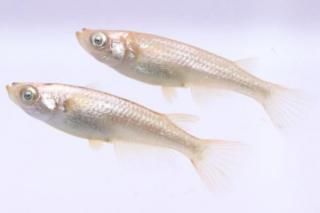 ߥ顼 ڥå 2ɤ᥹2ɤ ML PDD05