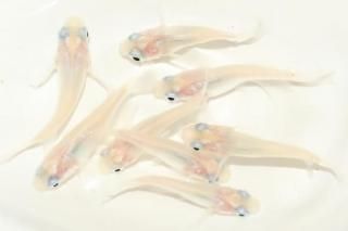 ԥ奢ۥ磻ȡʥ硼 ڥå 4ɤ᥹4ɤ ML PDD07