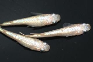 NEO ڥå 1ɤ᥹1ɤ ML PDD11