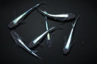 ѥ֥롼 ڥå 2ɤ᥹2ɤ ML PDD14