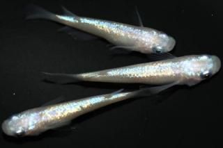 ԥ󥯥եNEO ڥå 1ɤ᥹1ɤ ML PDD16