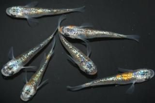 ꥷ ڥå 2ɤ᥹2ɤ ML PDD17