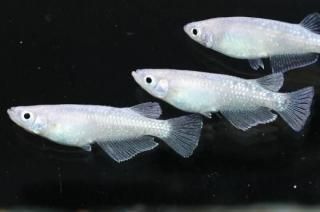 ۥ磻ȥ ڸʪۡ2ɤ᥹2ɤMLDD0701