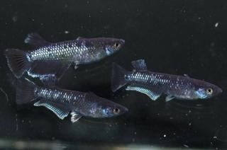 ߥåɥʥȥե뼿 ڸʪۡ1ɤ᥹2ɤMDD0703