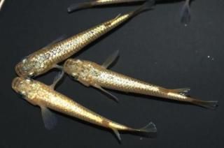  ڸʪۡ2ɤ᥹2ɤMDD0705