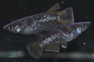 󥸥Ⱦ ڸʪۡ1ɤ᥹1ɤMLDD0706