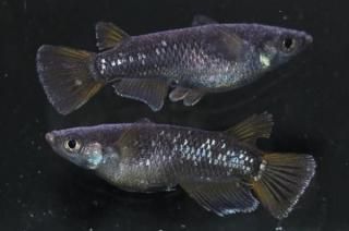 󥸥Ⱦ ڸʪۡ1ɤ᥹1ɤMLDD0707