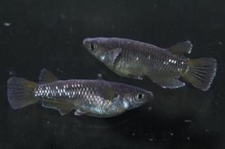 󥸥Ⱦ ڸʪۡ1ɤ᥹1ɤMLDD0708