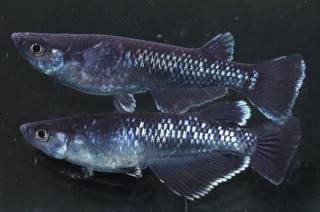 ŷ ڸʪۡ1ɤ᥹1ɤMLDD0710