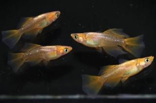 ɱꥢ󥰥ե ڸʪۡ2ɤ᥹2ɤMLDD0802