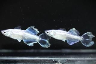 ե˹ ڸʪۡ1ɤ᥹1ɤMLDD0803