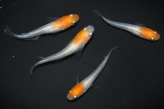 Į ڸʪۡ2ɤ᥹2ɤMDD0805