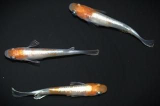 ޥƥ饹 ڸʪۡ1ɤ᥹2ɤMLDD0806