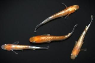 ޥƥ饹 ڸʪۡ2ɤ᥹2ɤMLDD0807