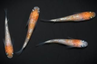  ڸʪۡ2ɤ᥹2ɤMDD0808