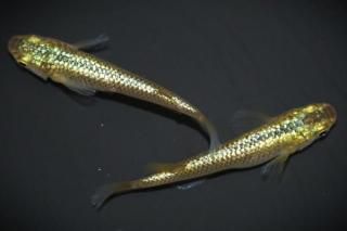  ڸʪۡ1ɤ᥹1ɤMLDD0809