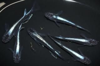 ѥ֥롼 ڸʪۡ3ɤ᥹3ɤMLDD0902