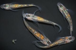 ˺Ѥη ڸʪۡ2ɤ᥹3ɤMLDD0904