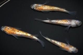 ڡߤߤϻF2 ڸʪۡ2ɤ᥹2ɤMLDD0905