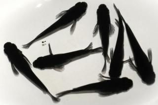 ʥ޷ ڸʪۡ3ɤ᥹4ɤMLDD0906