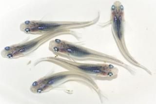  ڸʪۡ2ɤ᥹4ɤMLDD0907