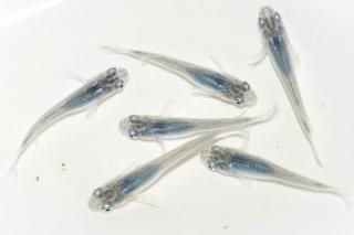  ڸʪۡ3ɤ᥹3ɤMDD0908