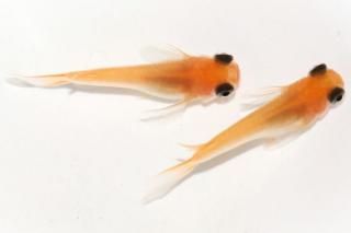 ̵ޥѥȾ ڸʪۡ1ɤ᥹1ɤMLDD0910