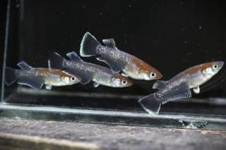 ��åɥ���ե����������� �ڸ�ʪ�ۡ�����1ɤ�᥹2ɤ��������M��L��DD1003