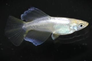 ϥꥢ󥰥ե ڸʪۡ1ɤ᥹1ɤMDD1005