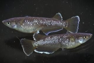 󥸥 ڸʪۡ1ɤ᥹2ɤLDD1006