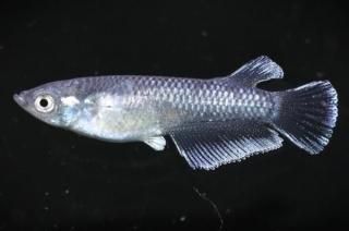 ֥ꥶ ڸʪۡ1ɤ᥹1ɤMDD1007